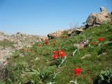 Улькунбурултау (север), image of landscape/habitat.