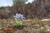 Лужские боры, изображение ландшафта.