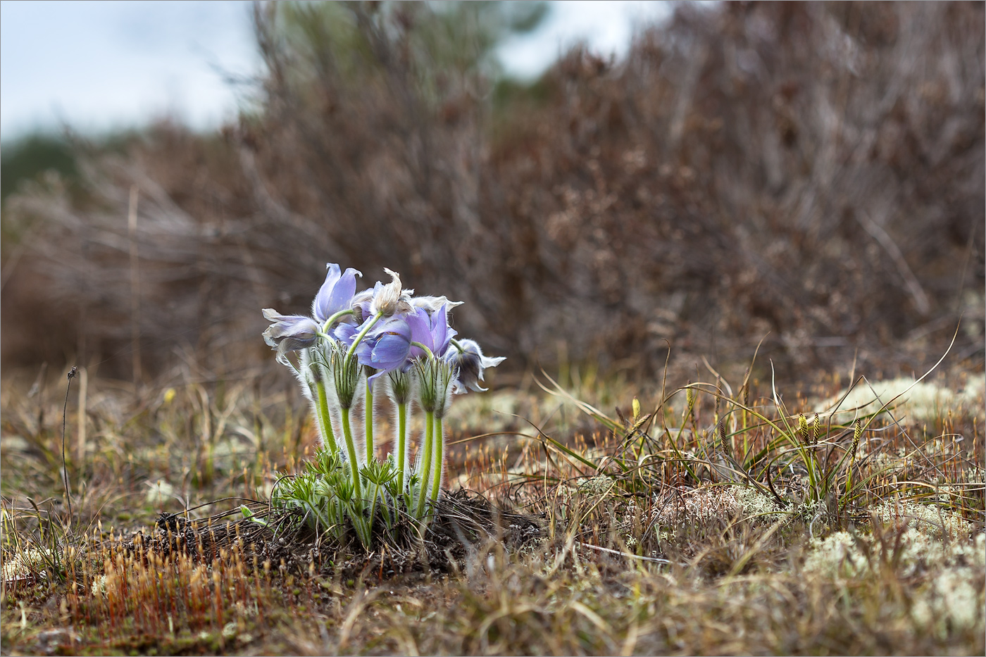 Лужские боры, image of landscape/habitat.