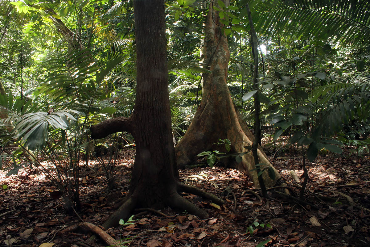 Маданг, image of landscape/habitat.