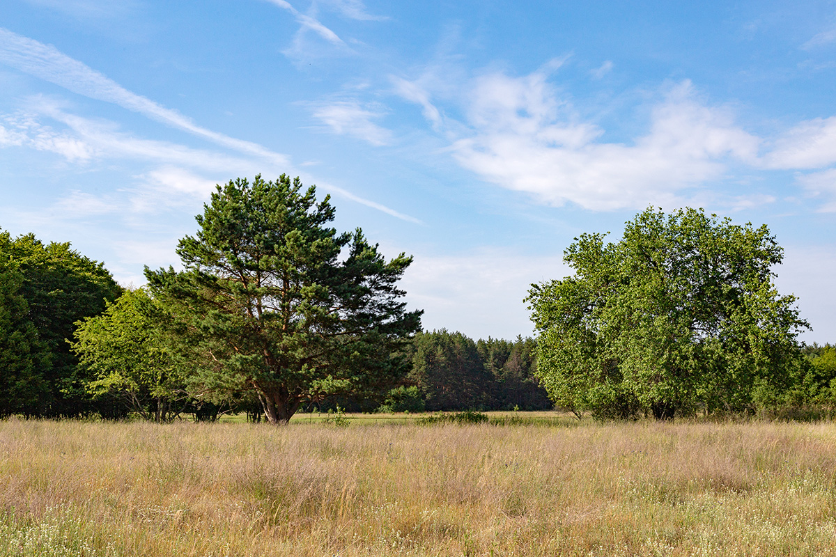 Бобинка и окрестности, image of landscape/habitat.