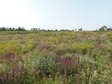 Landscape image