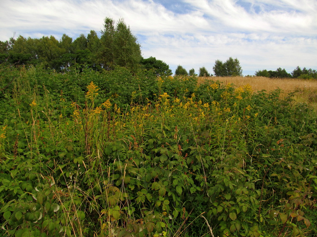 Заводские пруды, image of landscape/habitat.