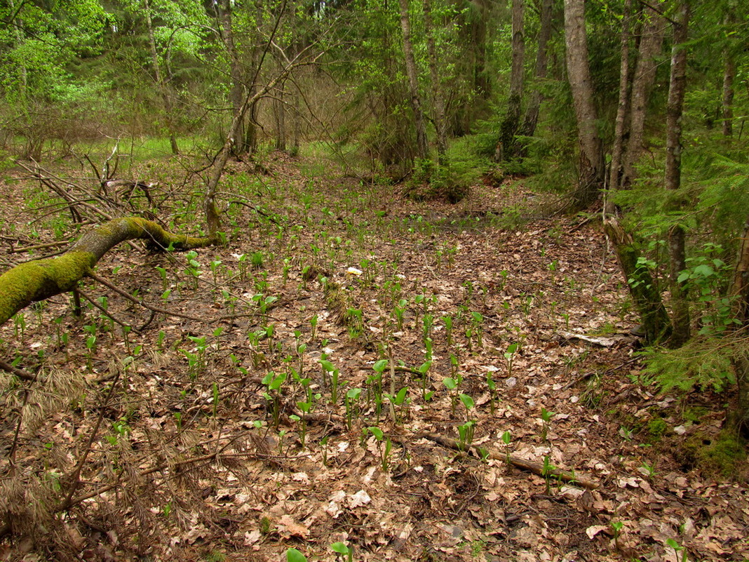 Дачи НЗГА, image of landscape/habitat.