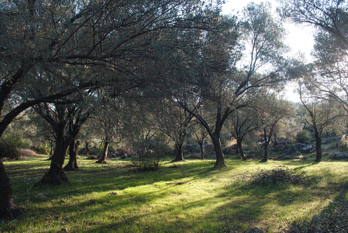 Деликкемер, image of landscape/habitat.