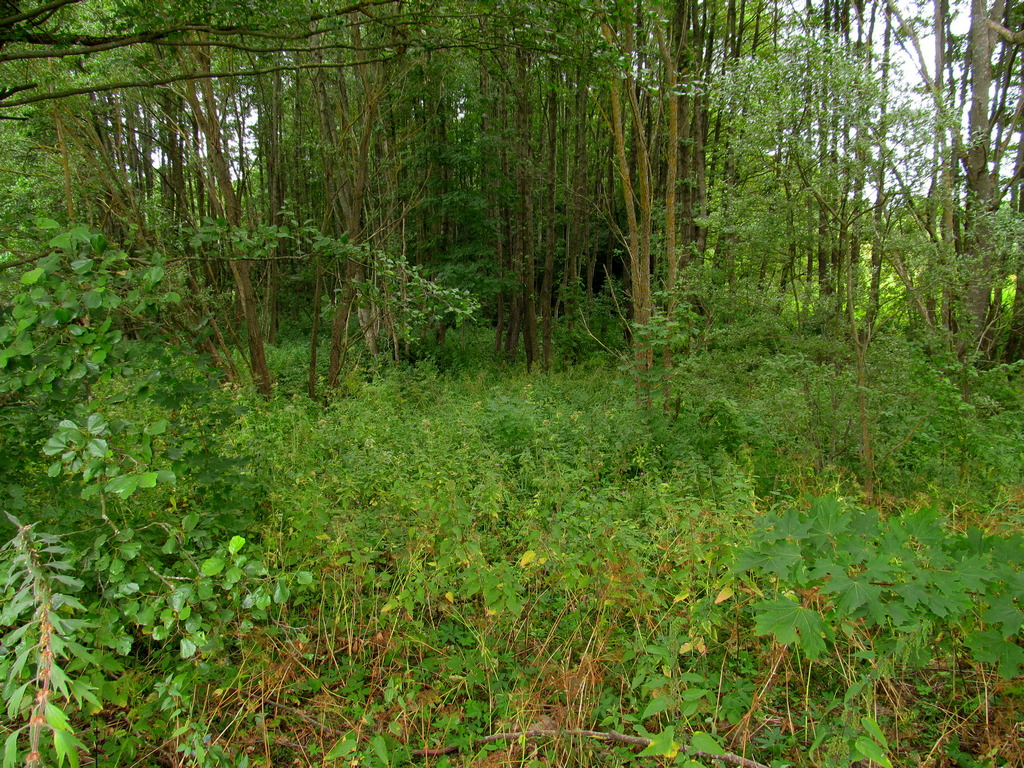 Малые Лезневичи, image of landscape/habitat.