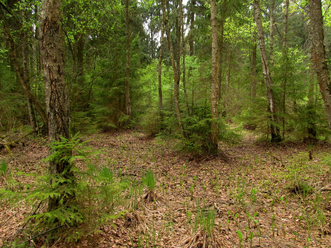 Дачи НЗГА, image of landscape/habitat.