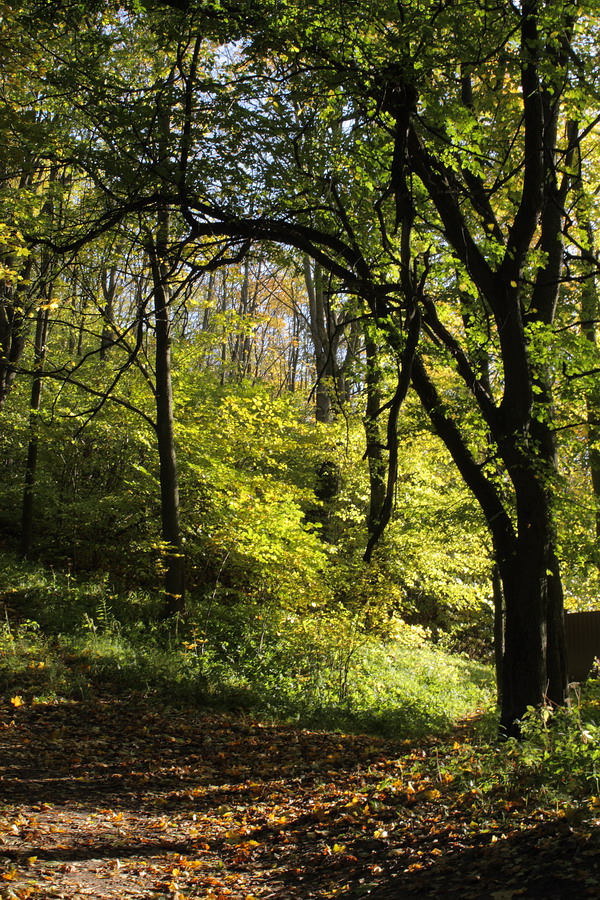 Дудергофские высоты, image of landscape/habitat.