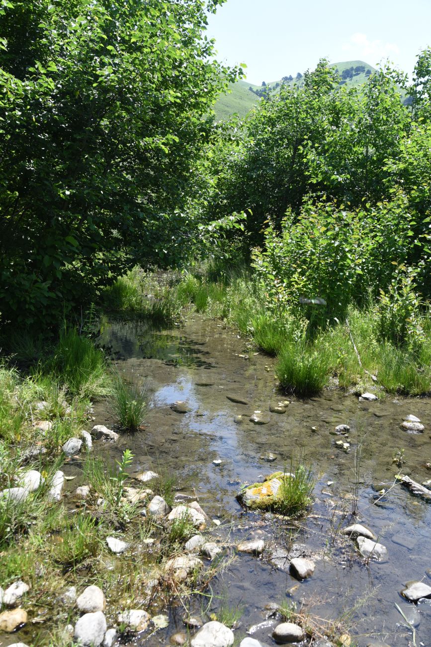 Окрестности урочища Таргим, image of landscape/habitat.