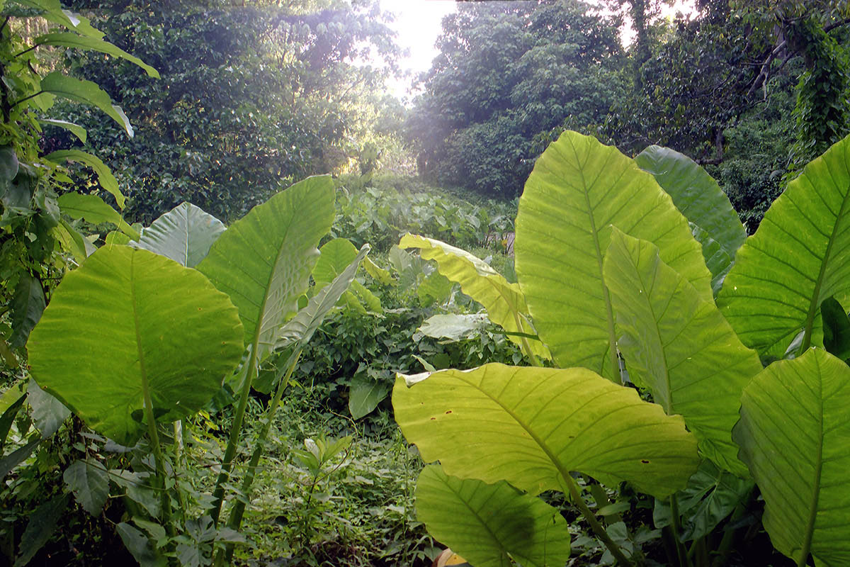 Пхукет, image of landscape/habitat.