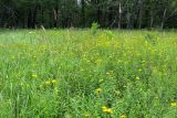 Полосня, image of landscape/habitat.