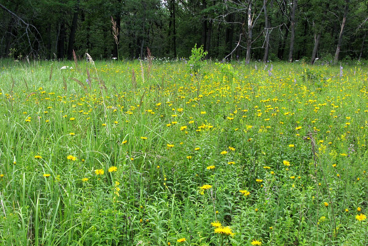 Полосня, image of landscape/habitat.