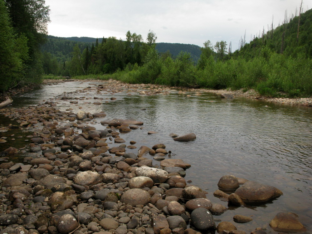 Сибирячка, image of landscape/habitat.