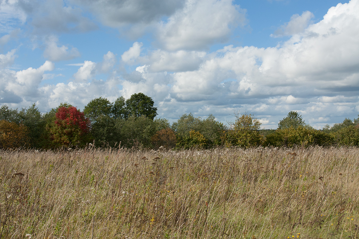 Окрестности Глядино, image of landscape/habitat.