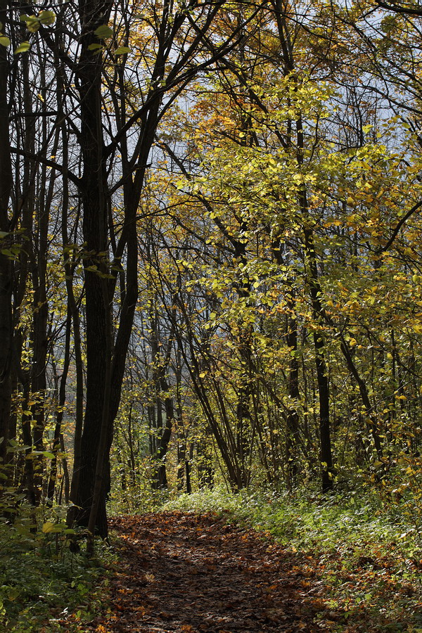 Дудергофские высоты, image of landscape/habitat.