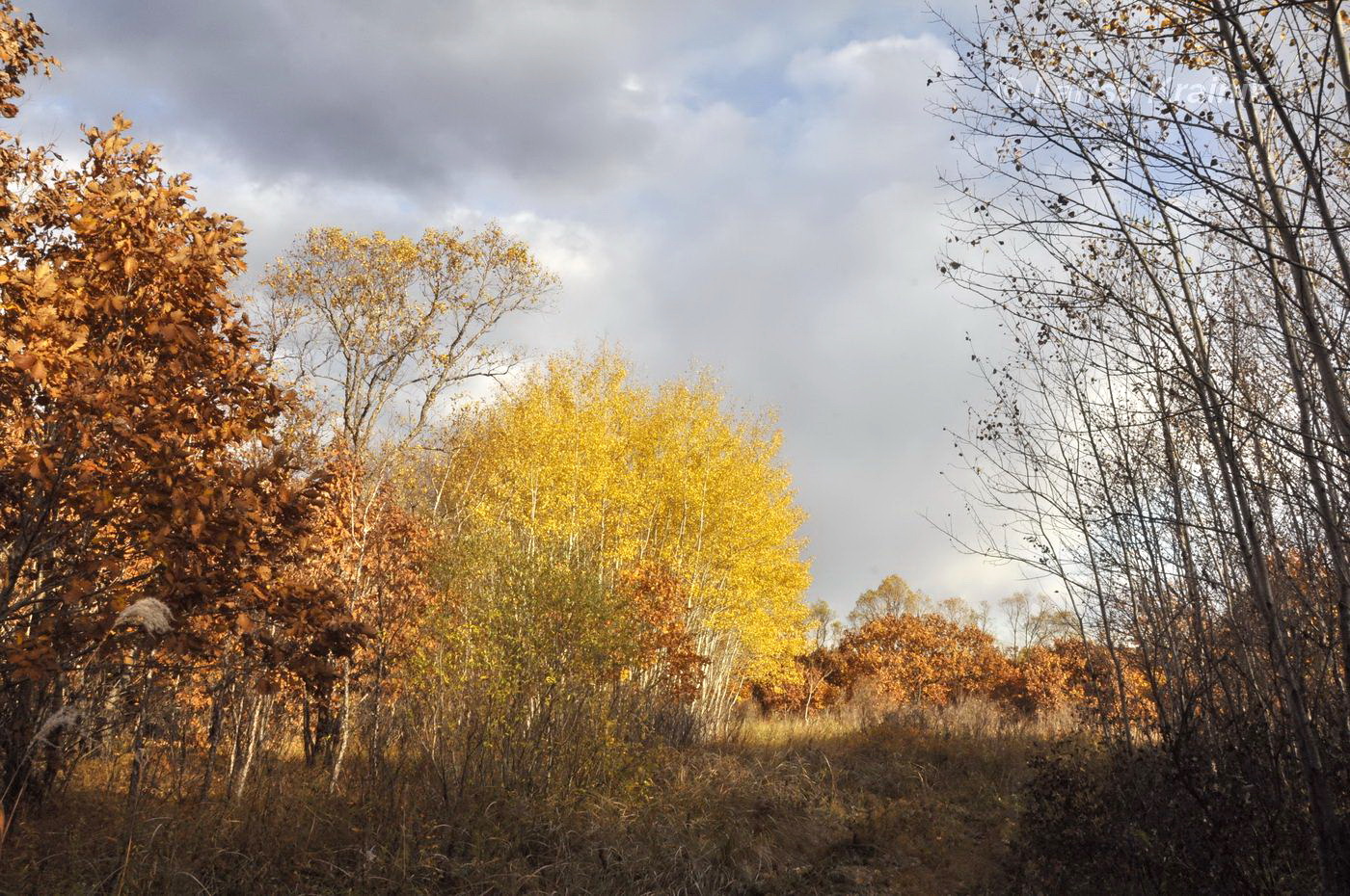 Монакино, image of landscape/habitat.
