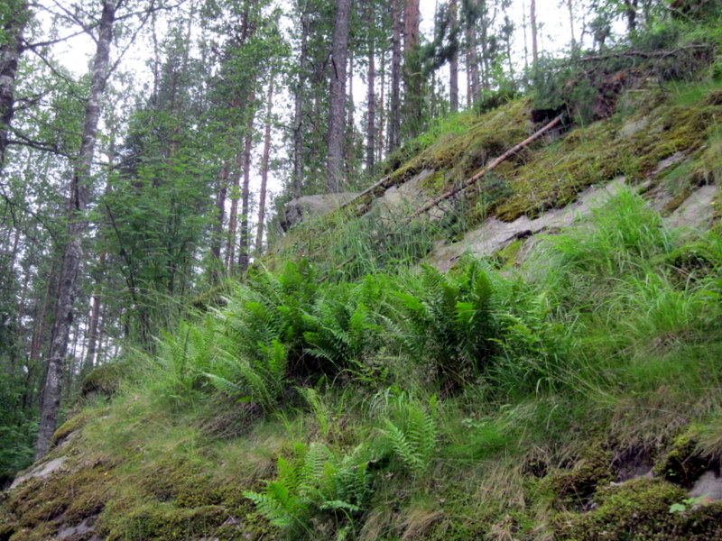 Сортавала, image of landscape/habitat.