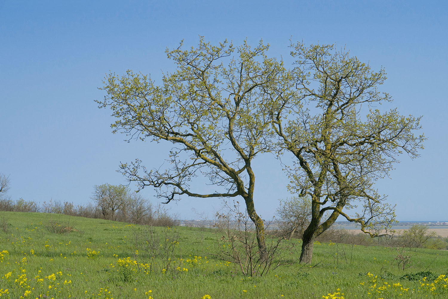 Дубовый Рынок, image of landscape/habitat.