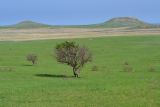 Караларская степь, image of landscape/habitat.