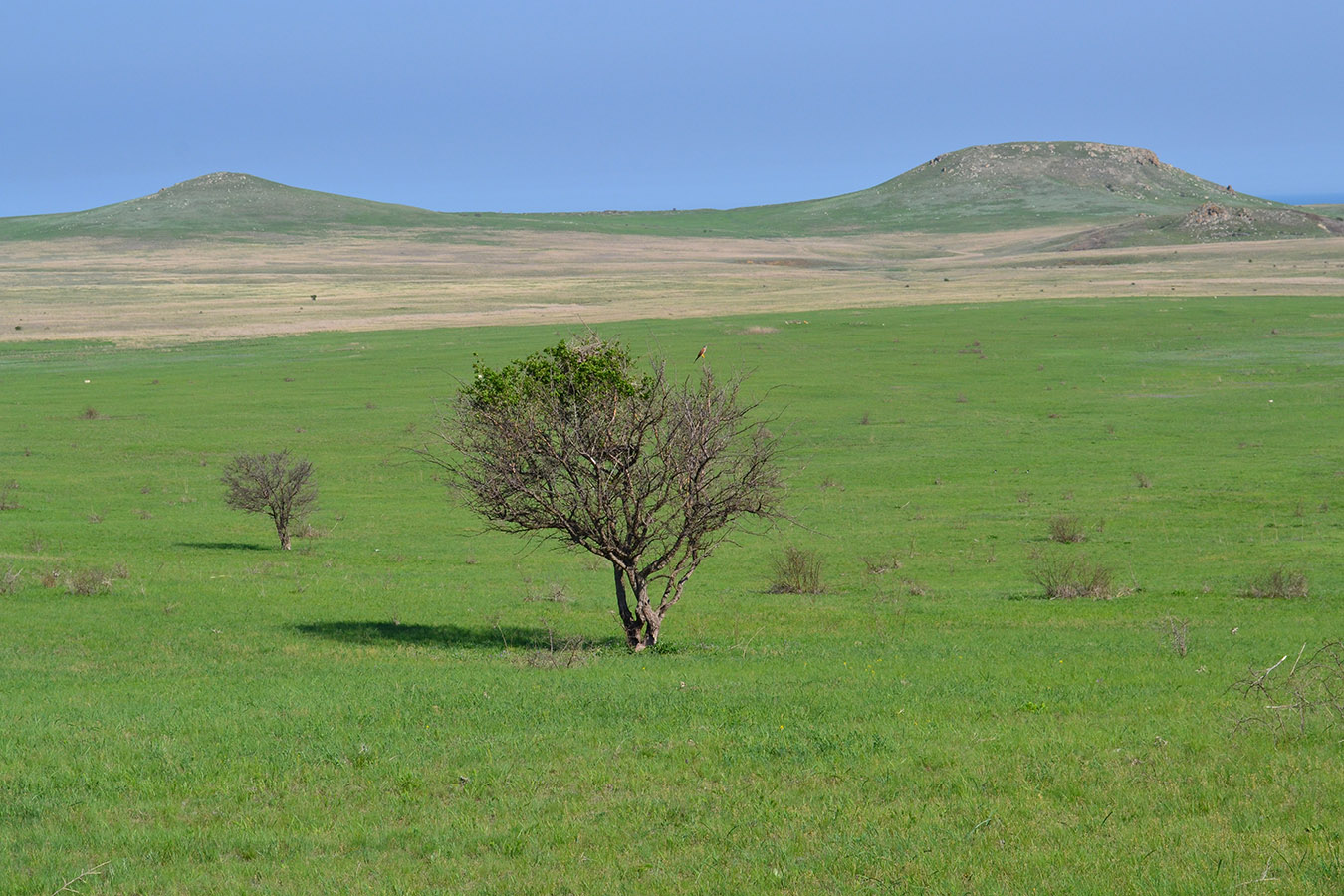 Караларская степь, image of landscape/habitat.