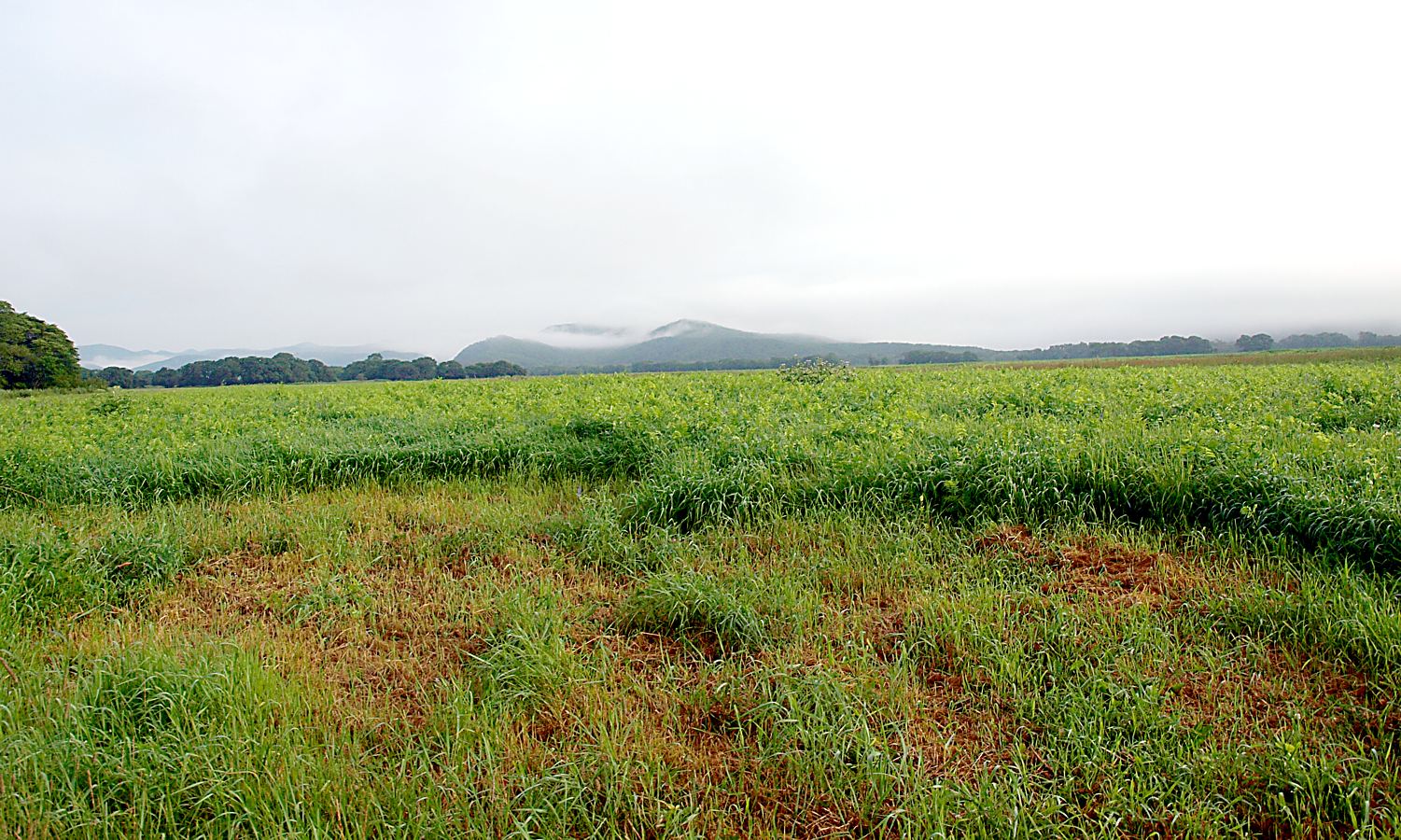 Милоградово, image of landscape/habitat.