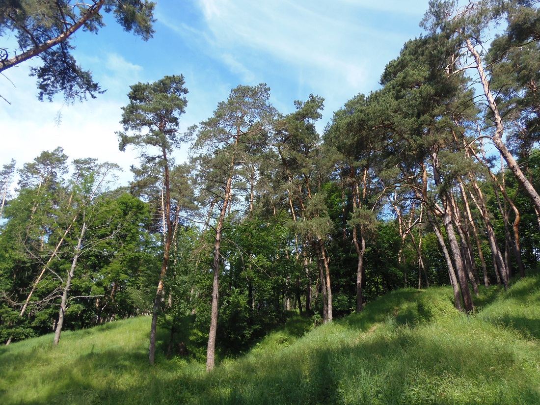 Тростянец, image of landscape/habitat.