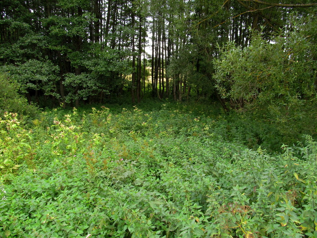 Малые Лезневичи, image of landscape/habitat.