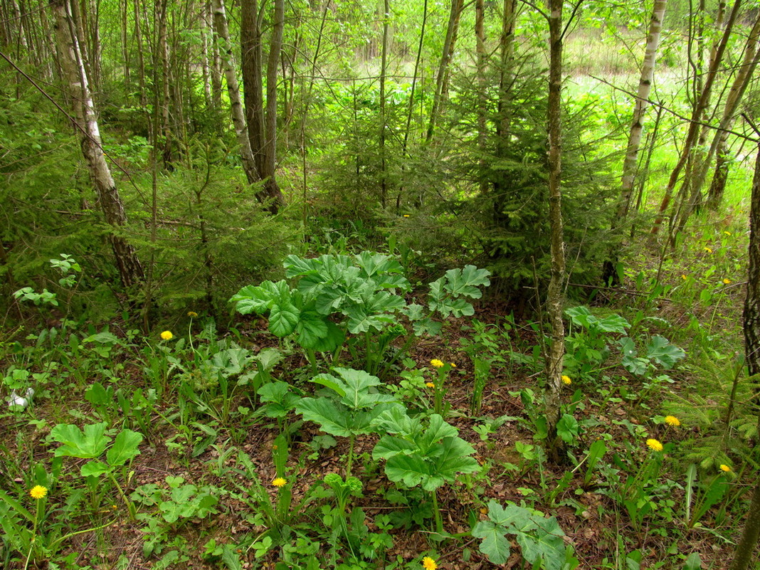 Дачи НЗГА, image of landscape/habitat.