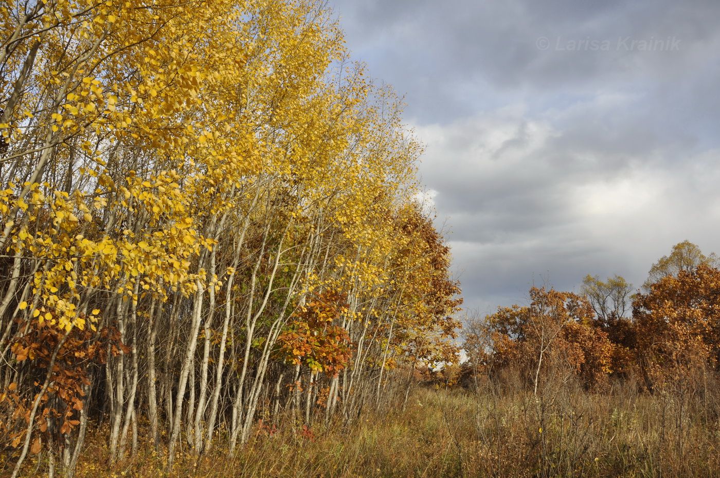 Монакино, image of landscape/habitat.