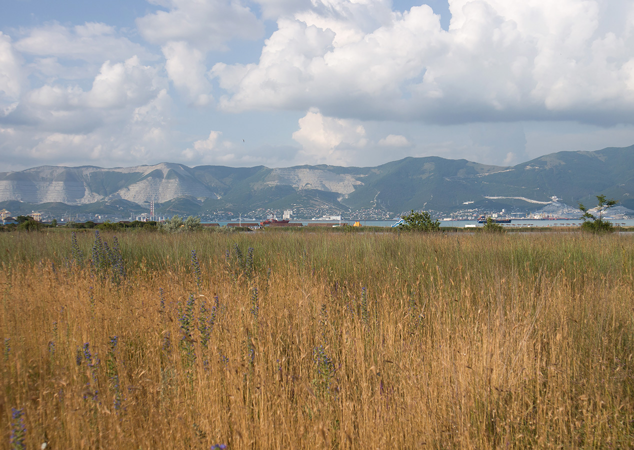 Дендропарк НПИ Куб ГТУ, image of landscape/habitat.