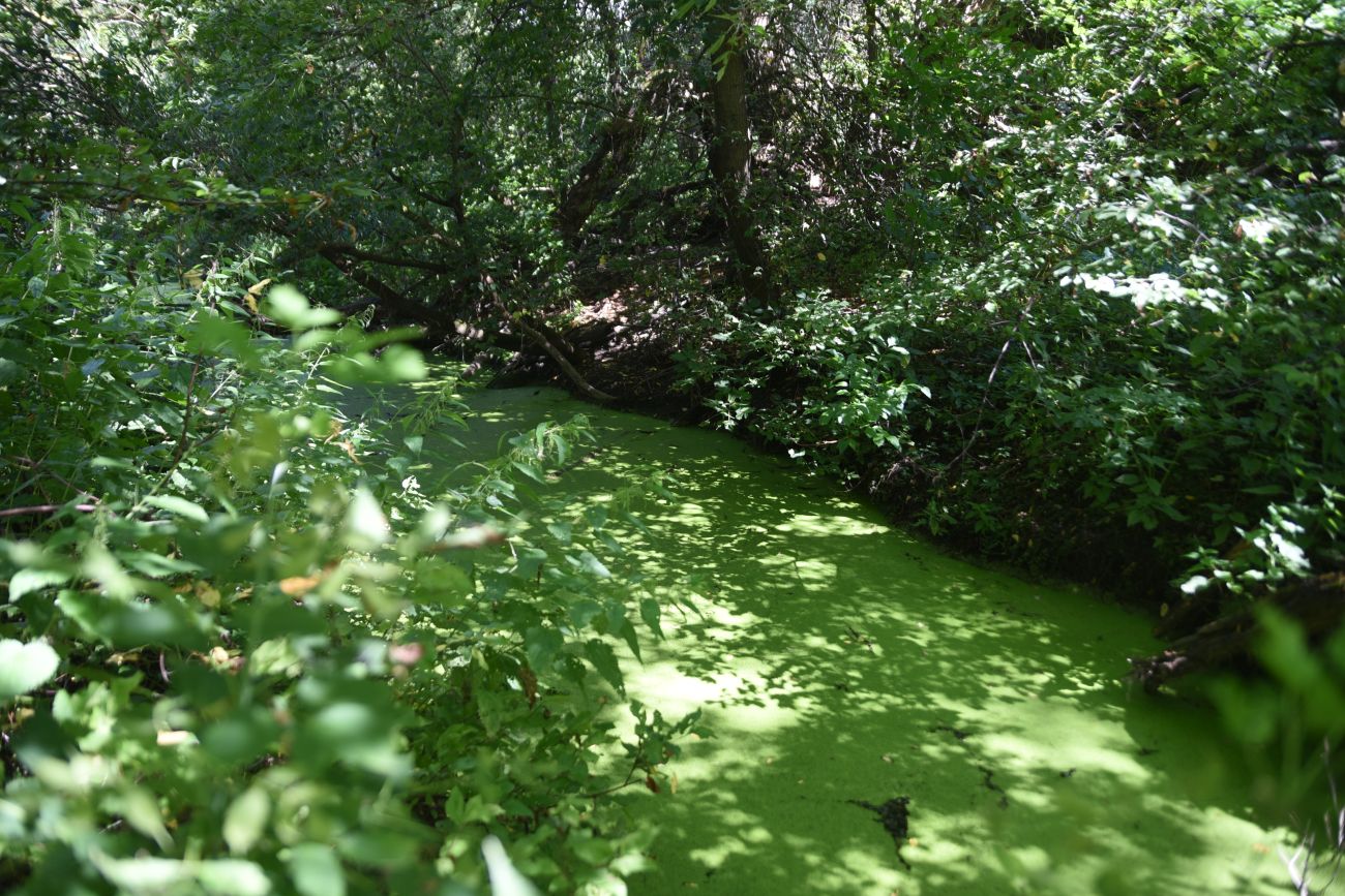 Устье ручья Рожня, image of landscape/habitat.