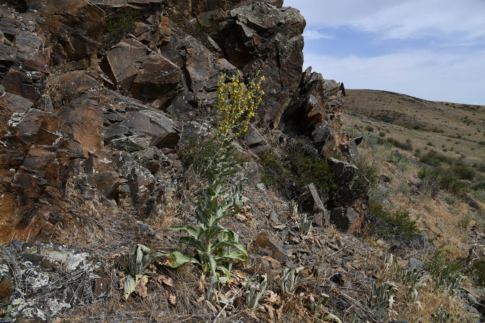 Тамгалы (Танбалы), изображение ландшафта.