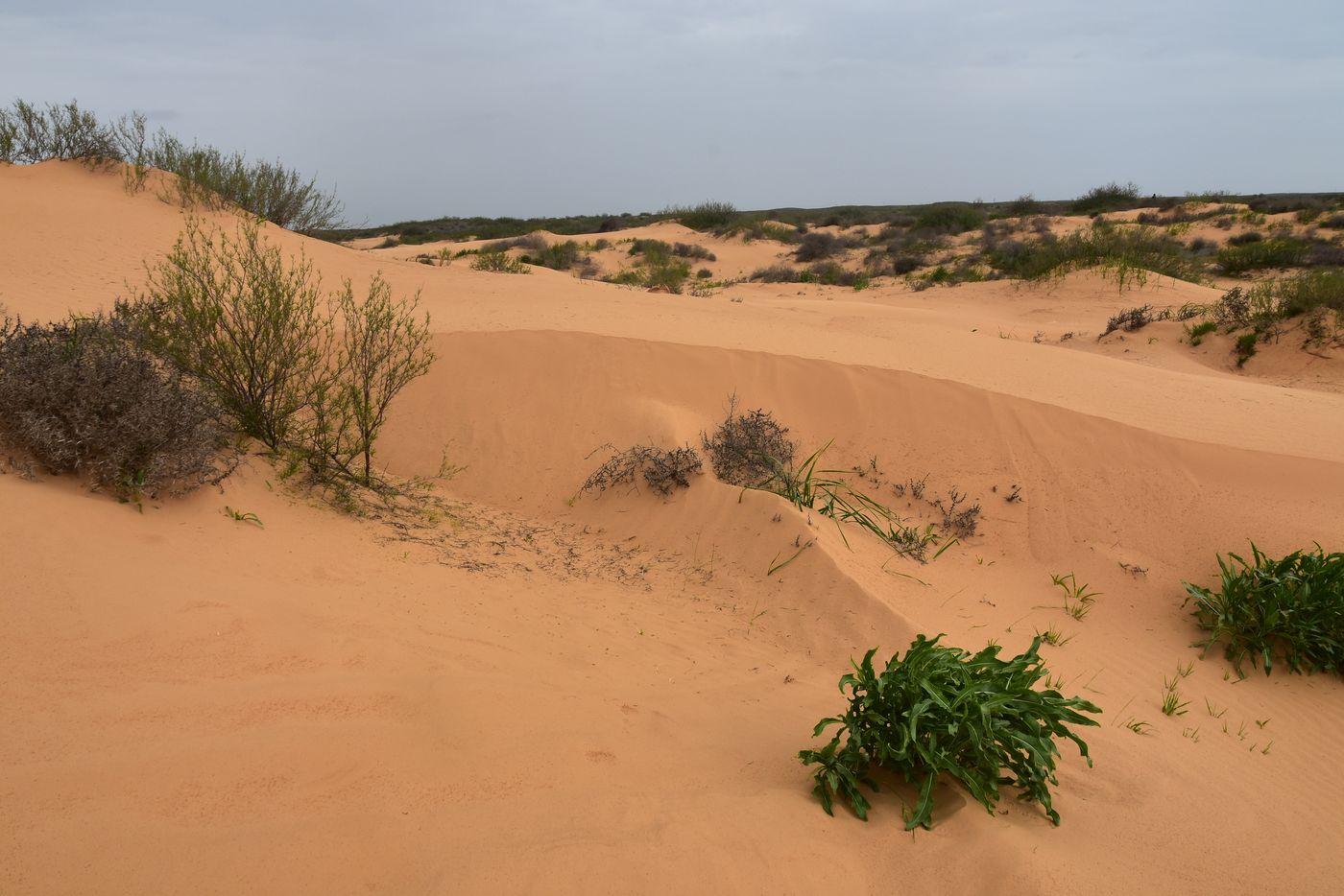 Бархан Большой Брат, image of landscape/habitat.