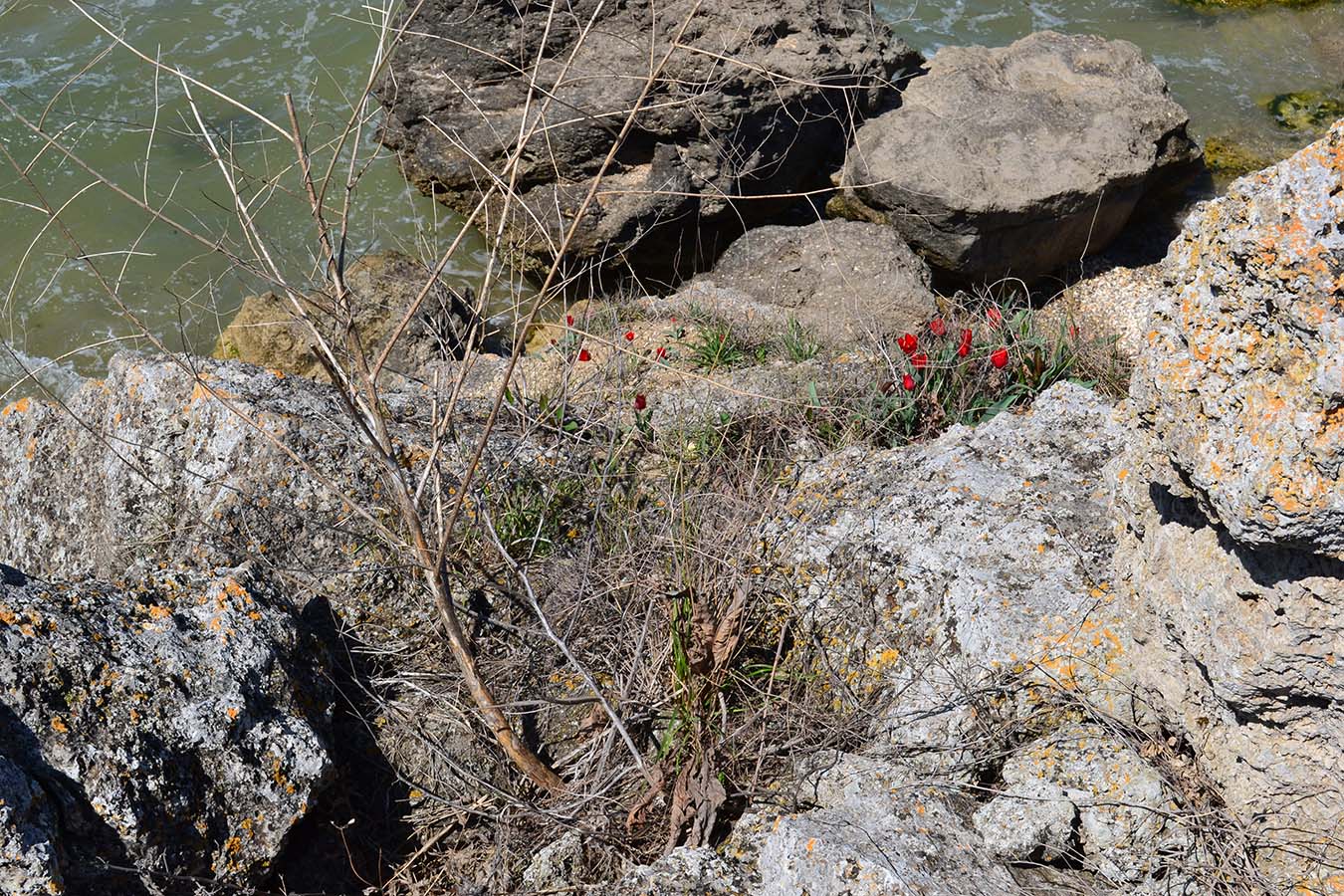 Караларская степь, image of landscape/habitat.