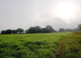 Милоградово, image of landscape/habitat.