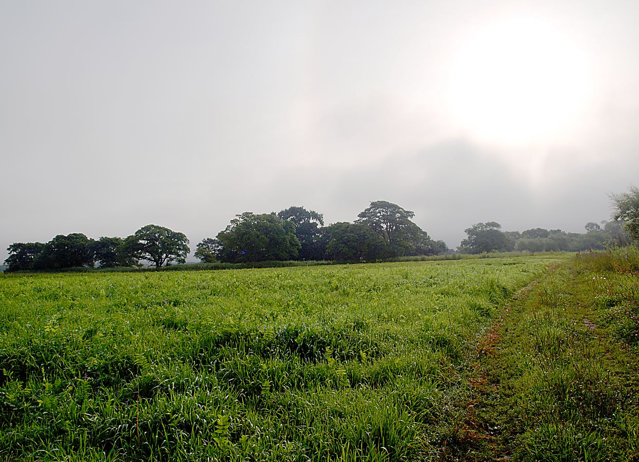 Милоградово, image of landscape/habitat.