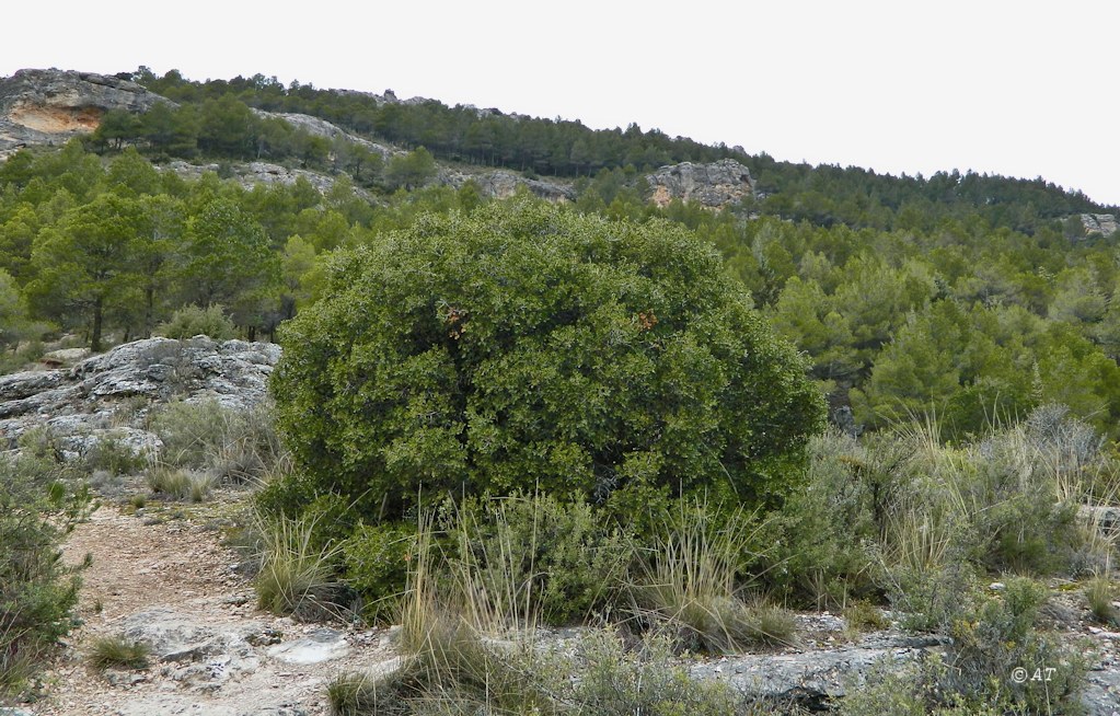 Куэнка и окрестности, image of landscape/habitat.