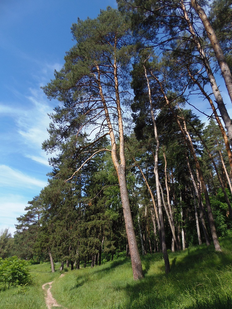 Тростянец, image of landscape/habitat.