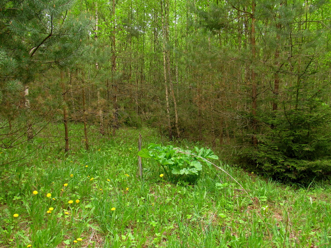 Дачи НЗГА, image of landscape/habitat.