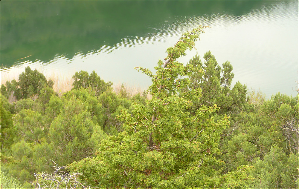 Окрестности мыса Шесхарис, image of landscape/habitat.