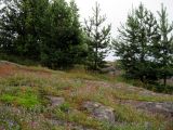 Image of landscape