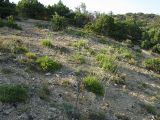 Image of landscape