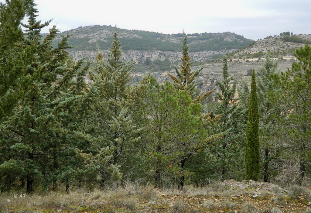 Куэнка и окрестности, image of landscape/habitat.