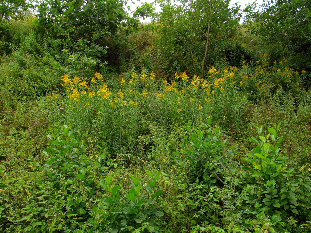 Большие Лезневичи, image of landscape/habitat.