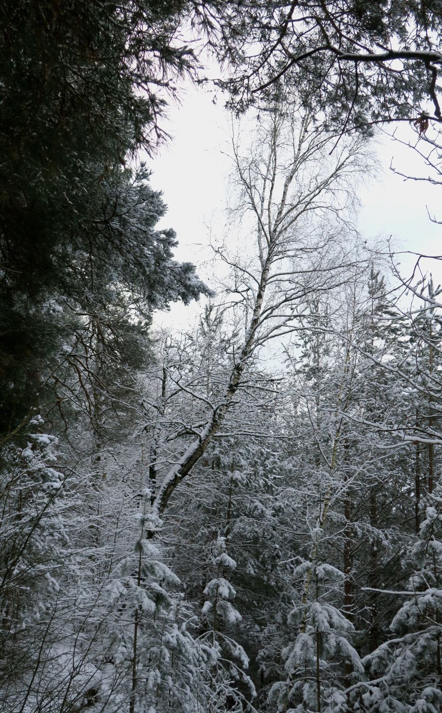 Лесопарк Пышки, image of landscape/habitat.