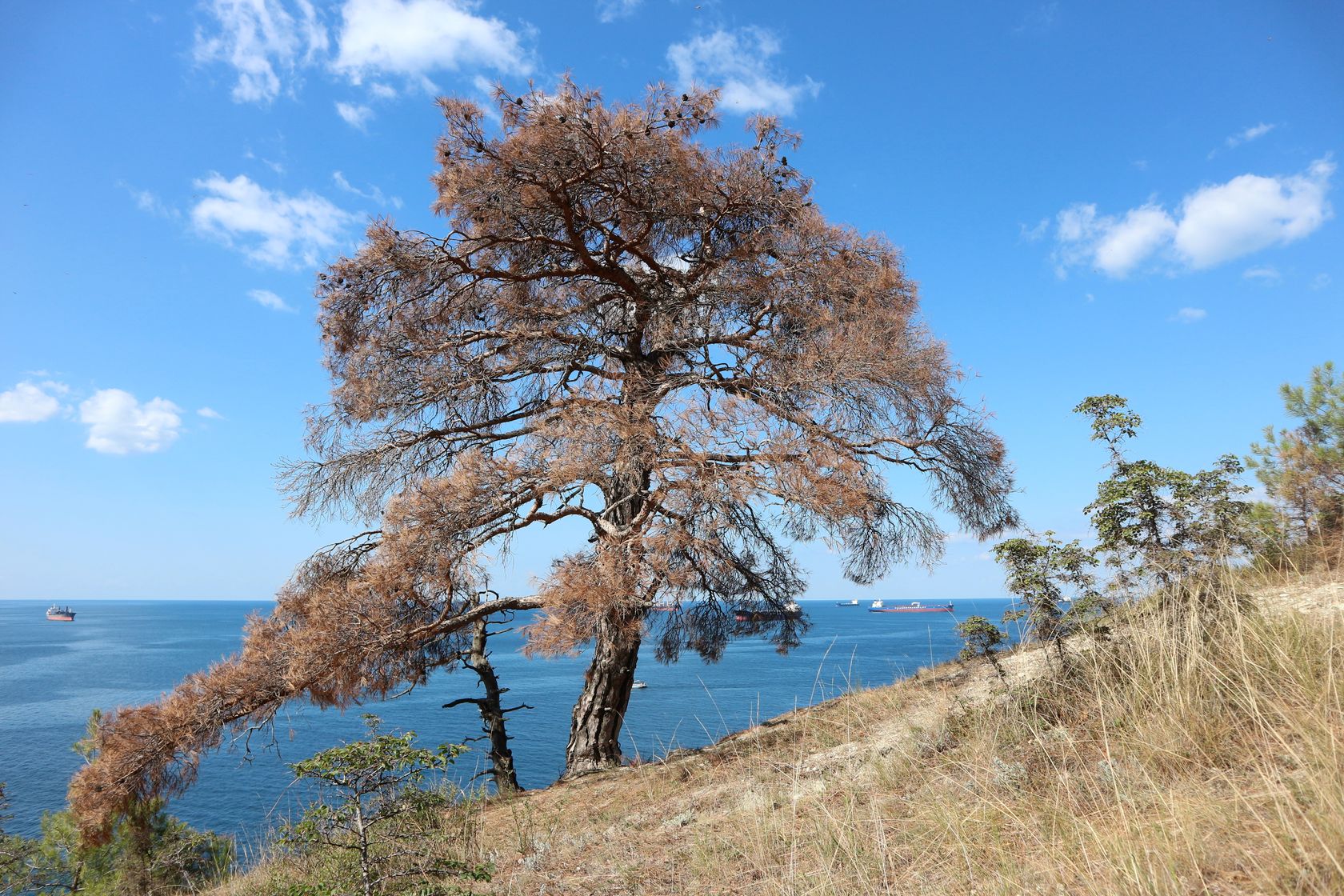 Дооб, image of landscape/habitat.