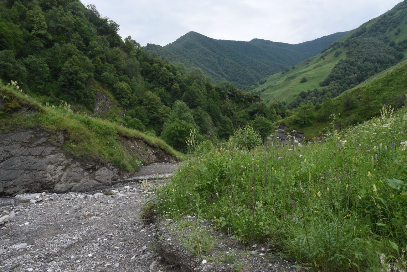 Левый приток реки Цесиахк, image of landscape/habitat.