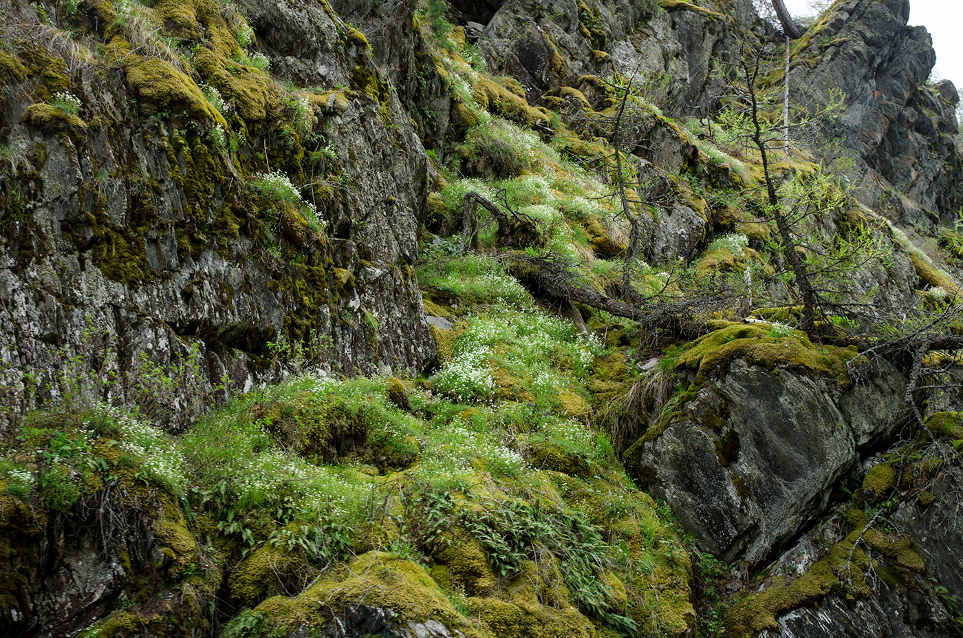 Зилаир, image of landscape/habitat.