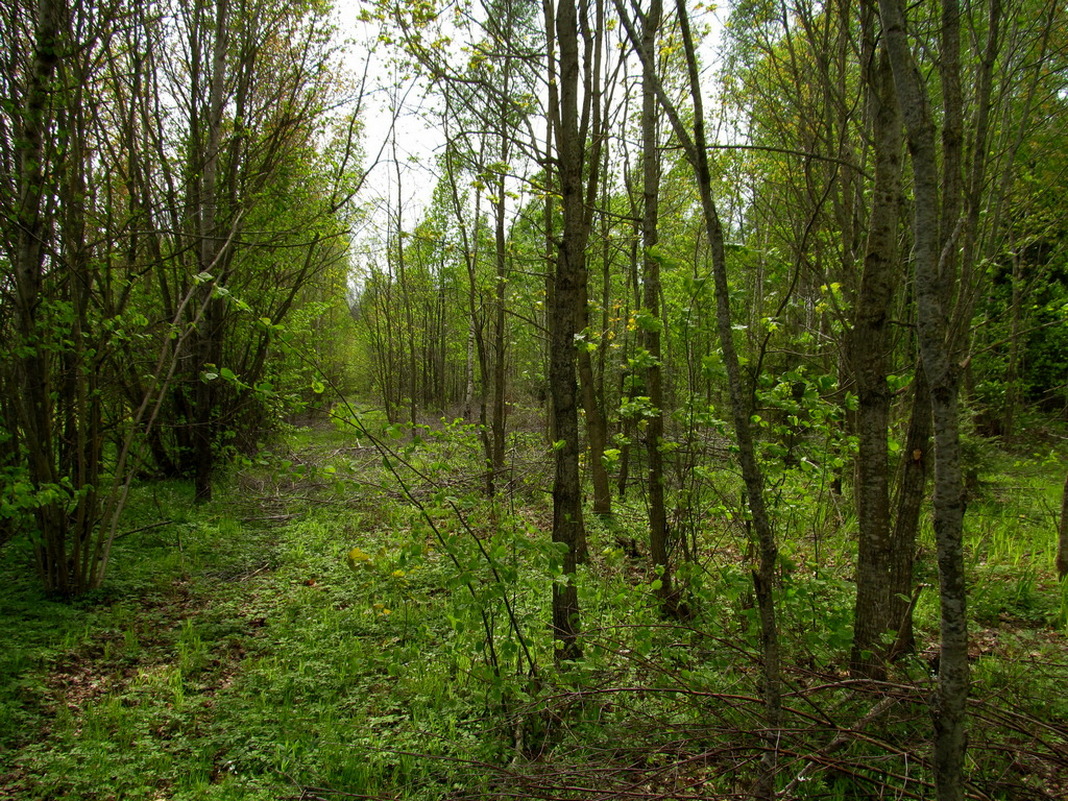 Рутка-1, image of landscape/habitat.