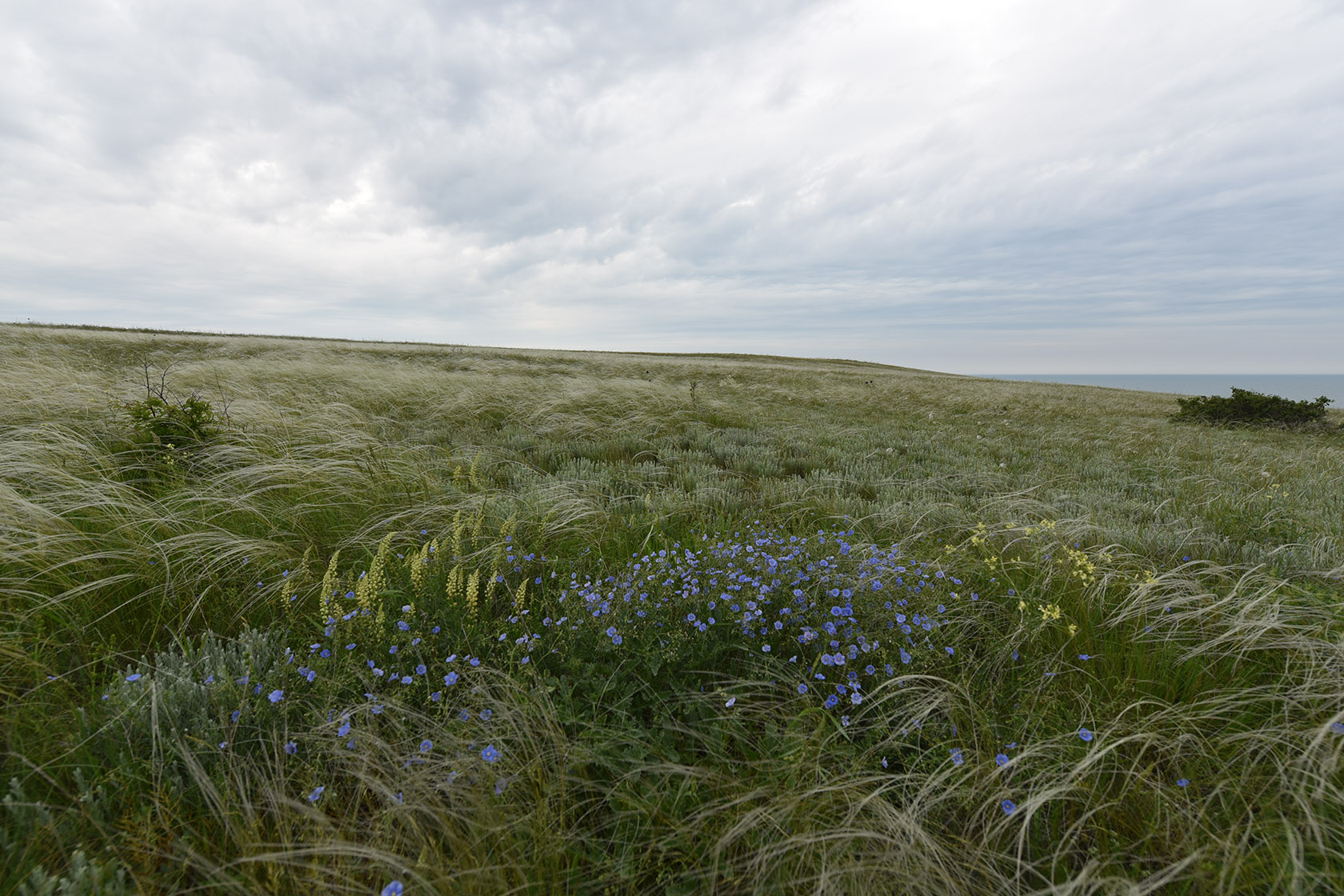 Караларская степь, image of landscape/habitat.